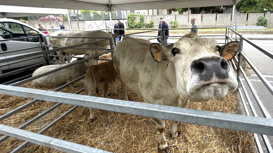 Oleggio, Fiera Agricola del 1°maggio: la prima dopo riconoscimento nazionale - foto